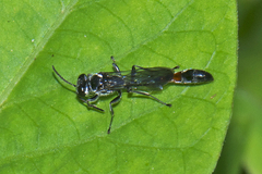 Trypoxylon petiolatum