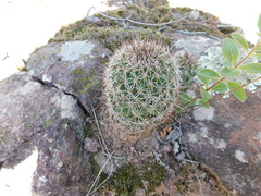 Coryphantha clavata clavata