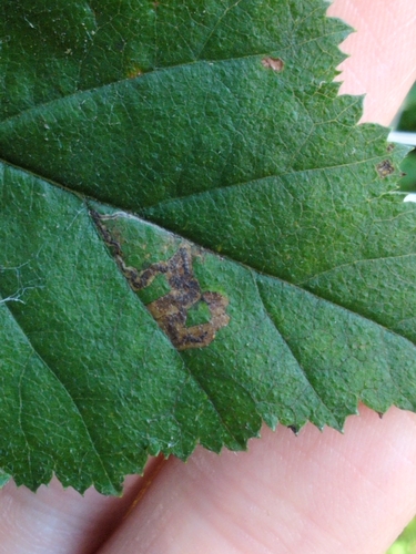 Stigmella scintillans