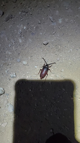iNaturalist observation photo of California Root Borer