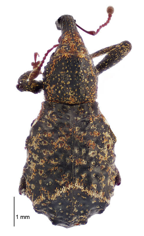Megacolabus