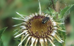 Pseudoanthidium nanum