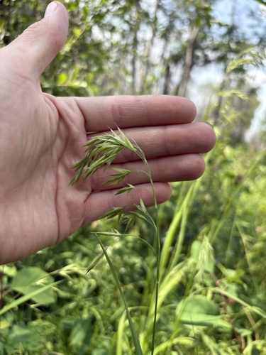 Fringed Brome