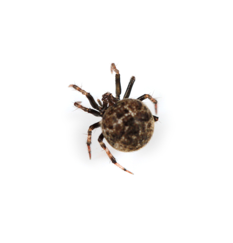Dipoena atlantica