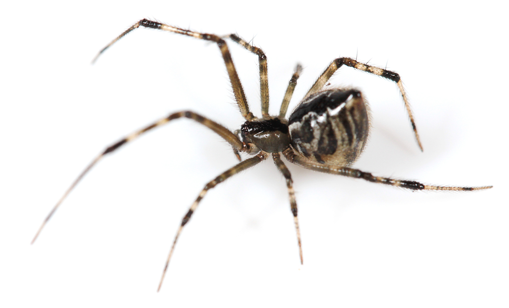 Cryptachaea altiventer