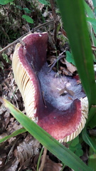 Russula turci