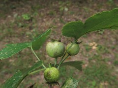 Crataegus pruinosa