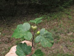 Crataegus pruinosa