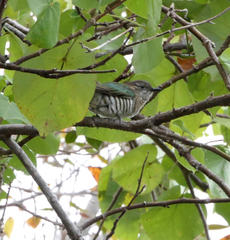 Chrysococcyx minutillus