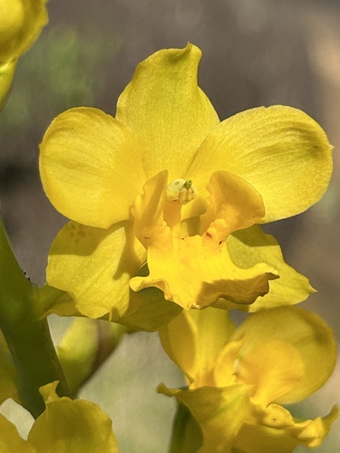 Cyrtopodium glutiniferum