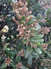 Rhus standleyi
