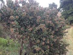 Rhus standleyi