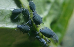 Aphis sambuci