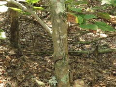 Crataegus ouachitensis