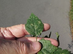 Crataegus ouachitensis