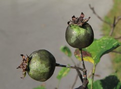 Crataegus ouachitensis