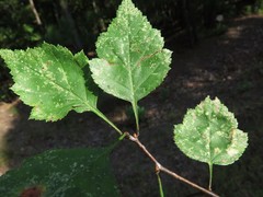 Crataegus ouachitensis