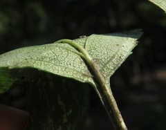 Crataegus ouachitensis