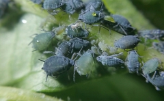 Aphis sambuci
