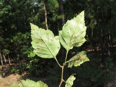 Crataegus ouachitensis