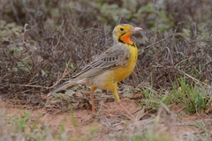 Macronyx capensis capensis