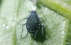Aphis sambuci