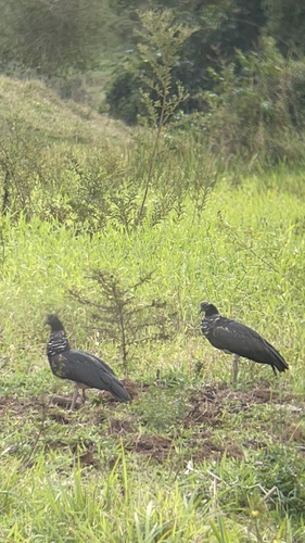 Horned Screamer