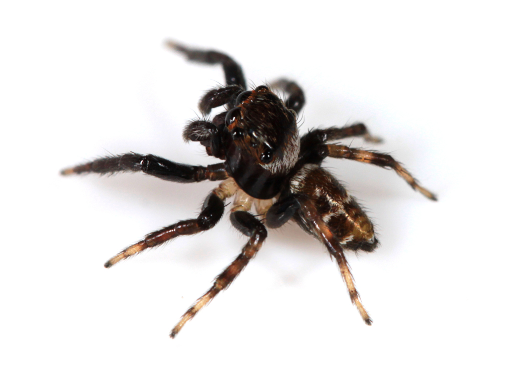 Mopiopia labyrinthea