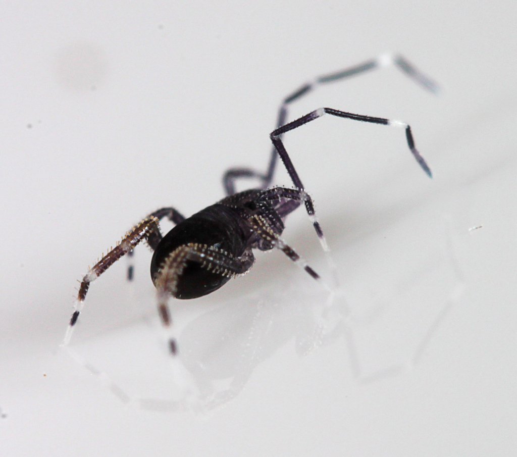 Neoacaridae