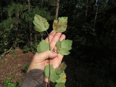 Crataegus padifolia