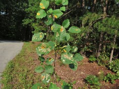 Crataegus padifolia