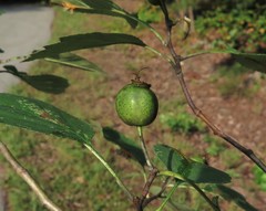 Crataegus padifolia