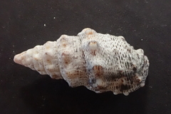Cerithium maculosum