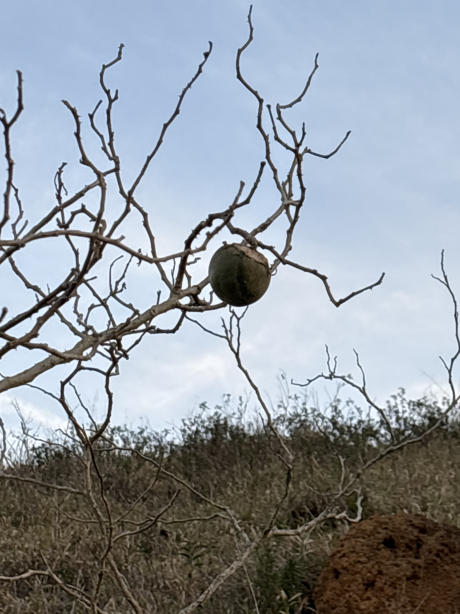 Solanum lycocarpum