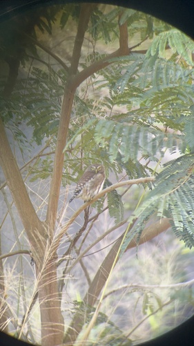 Ferruginous Pygmy-Owl