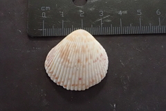 Dallocardia senticosa