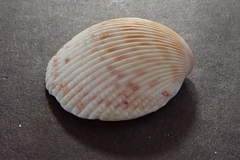 Dallocardia senticosa