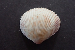 Dallocardia senticosa