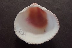 Dallocardia senticosa