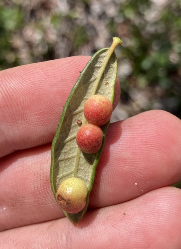 Belonocnema fossoria photo 3