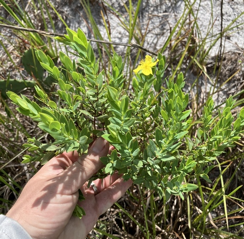 Arcadian St. johnswort (Hypericum edisonianum)
