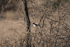 Anthreptes orientalis