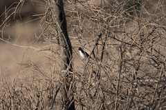 Anthreptes orientalis