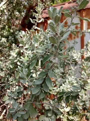 Leucophyllum frutescens
