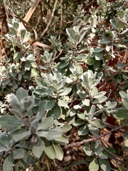 Leucophyllum frutescens