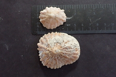 Crucibulum scutellatum