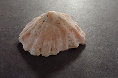 Crucibulum scutellatum
