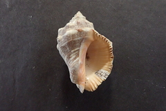 Stramonita biserialis