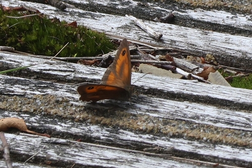 Gatekeeper, Balloerveld, Niederlande, photo 8 of 10