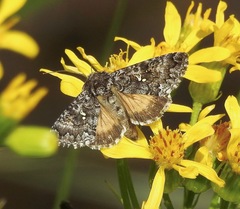 Syngrapha angulidens